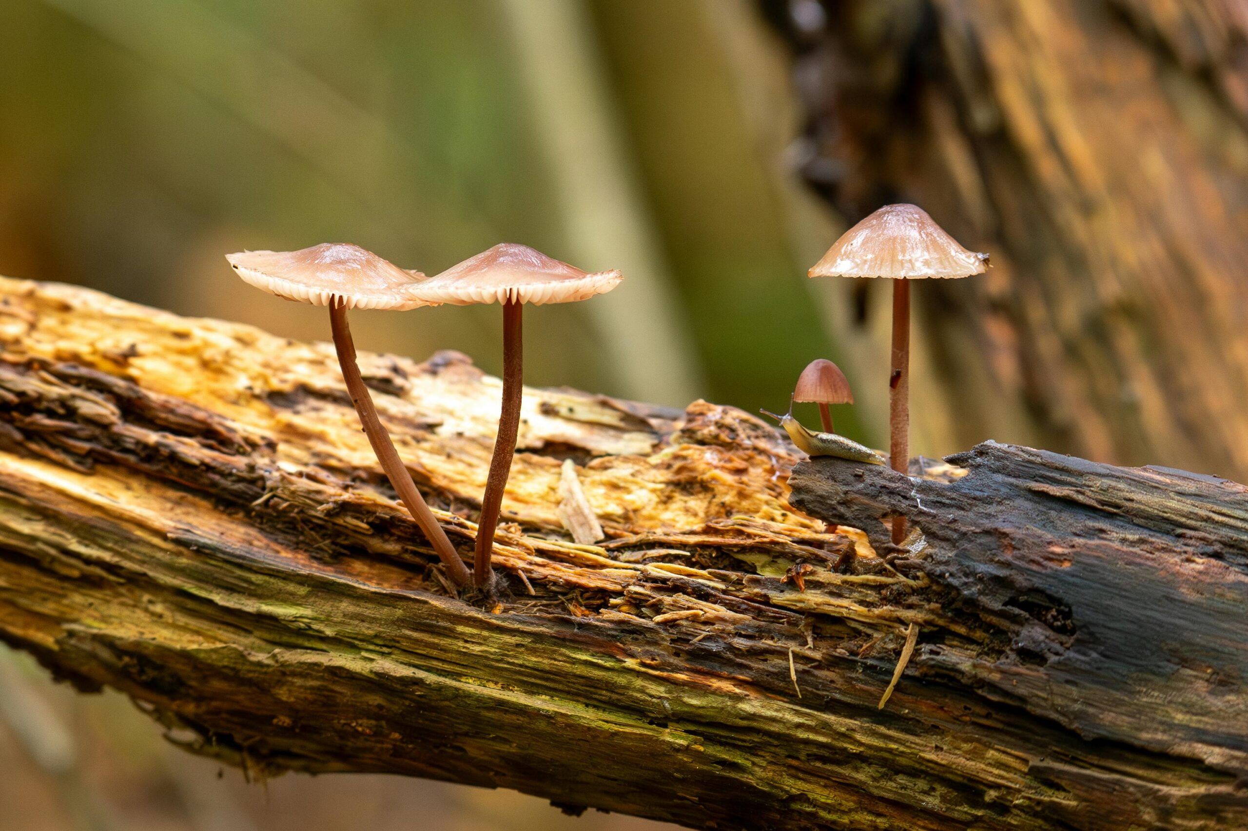 Kostenloses Stock Foto zu @draussen, baum, biodiversität