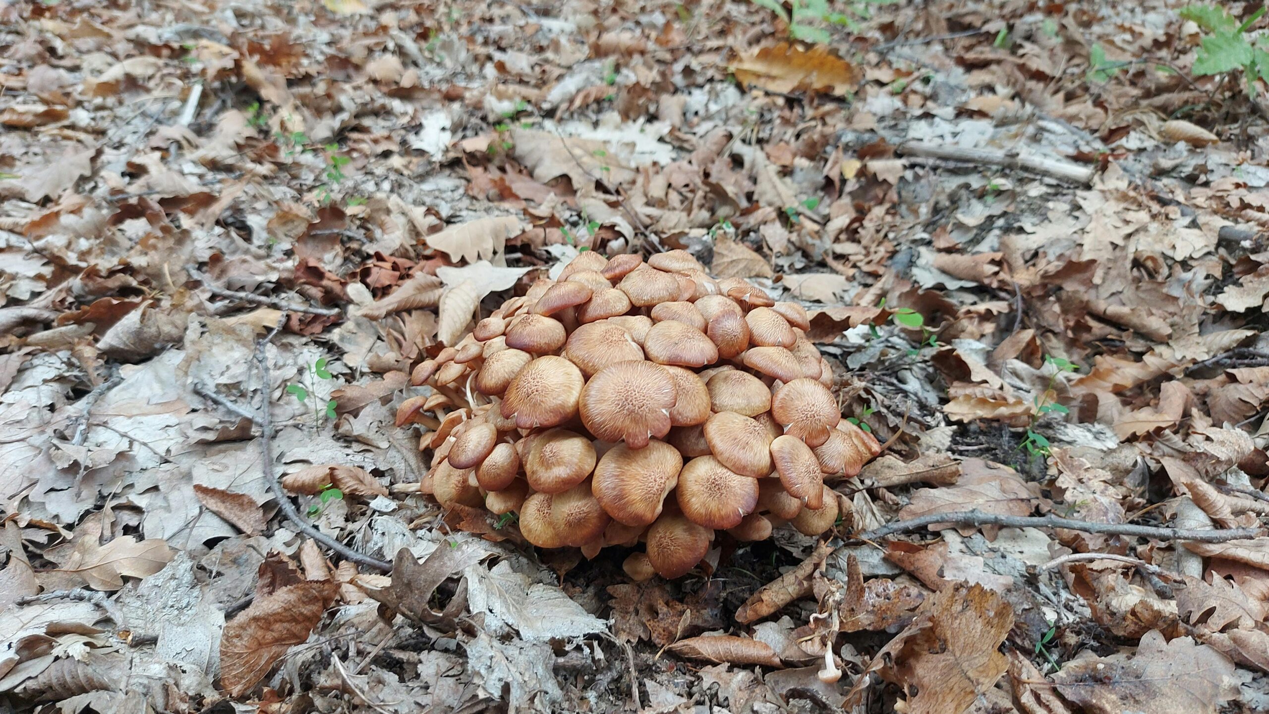 Pilzhaufen Im Herbstwald