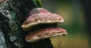 Entwicklungsspielzeug aus Holz