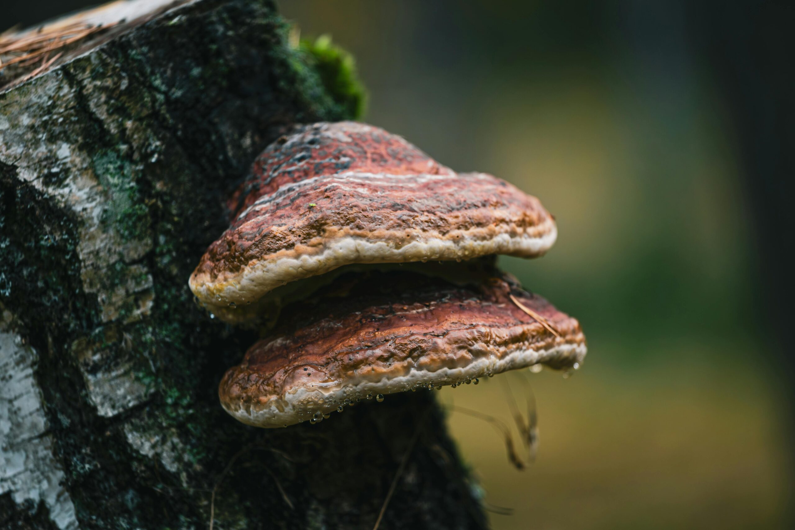 Nahaufnahme Von Brown Fomes Fomentarius Auf Baum