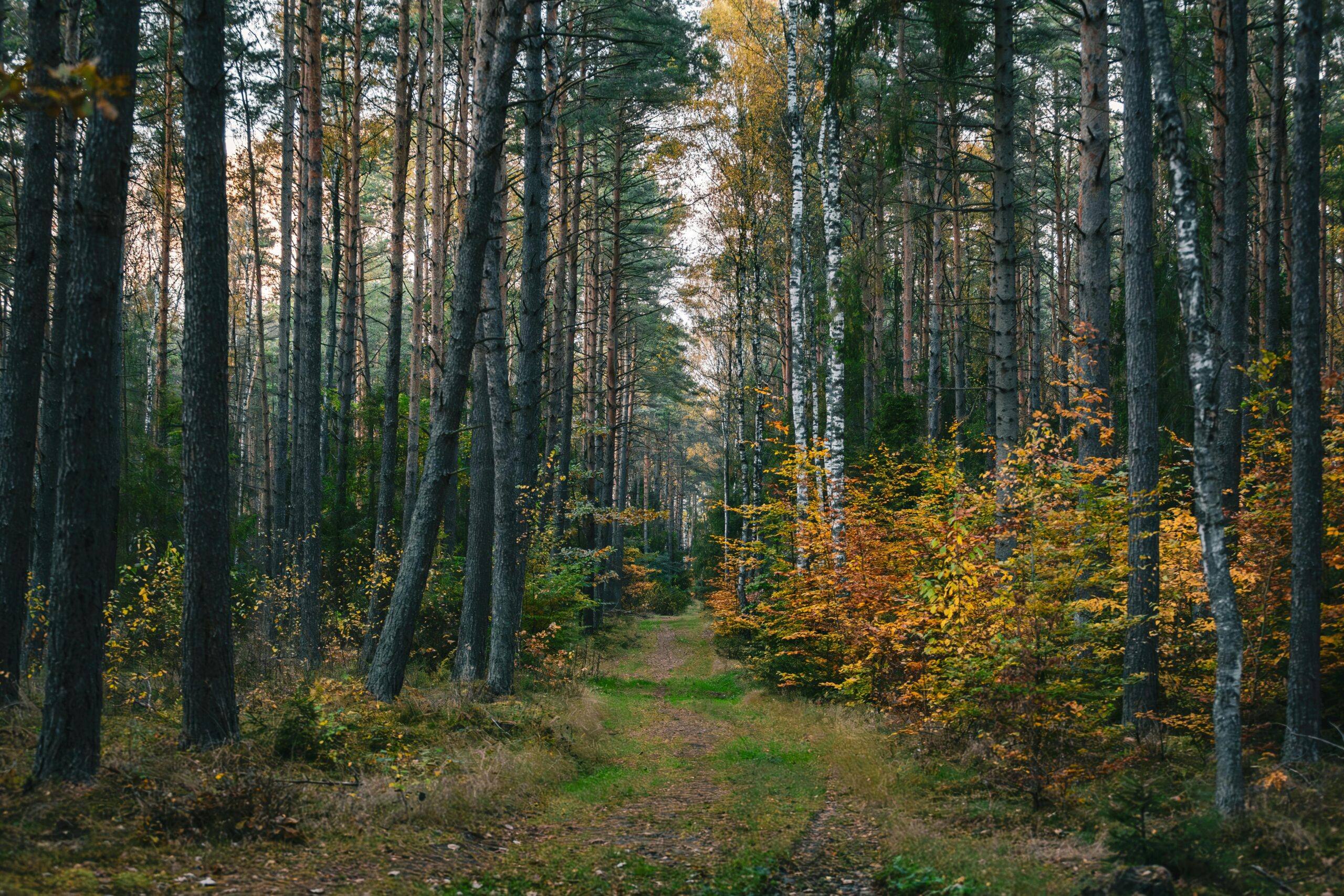 Bezaubernde Herbst Wald Pfad Blick