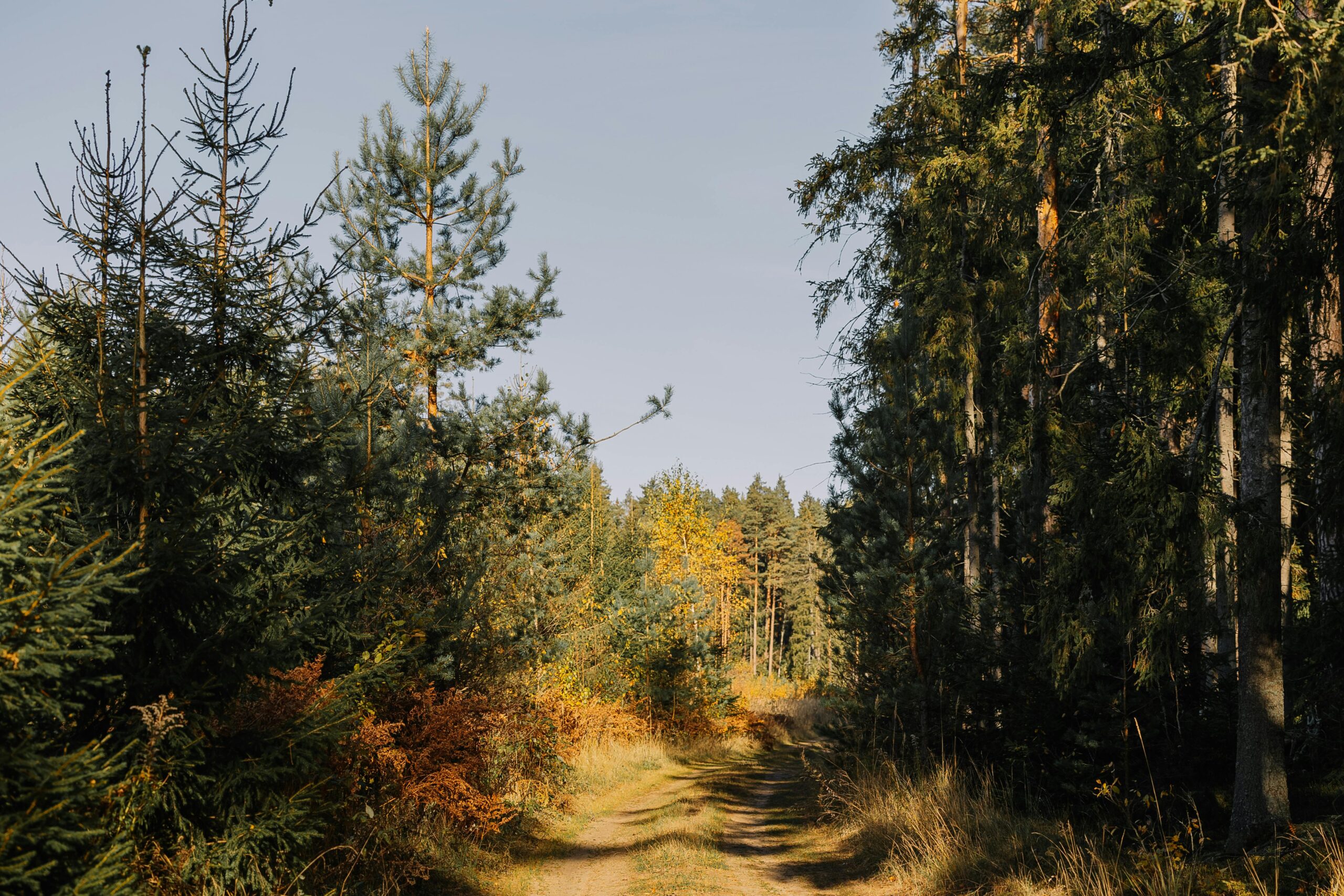 Ein ruhiger Waldweg, umgeben von hohen Bäumen im Frühherbst, der die Schönheit der Natur einfängt.