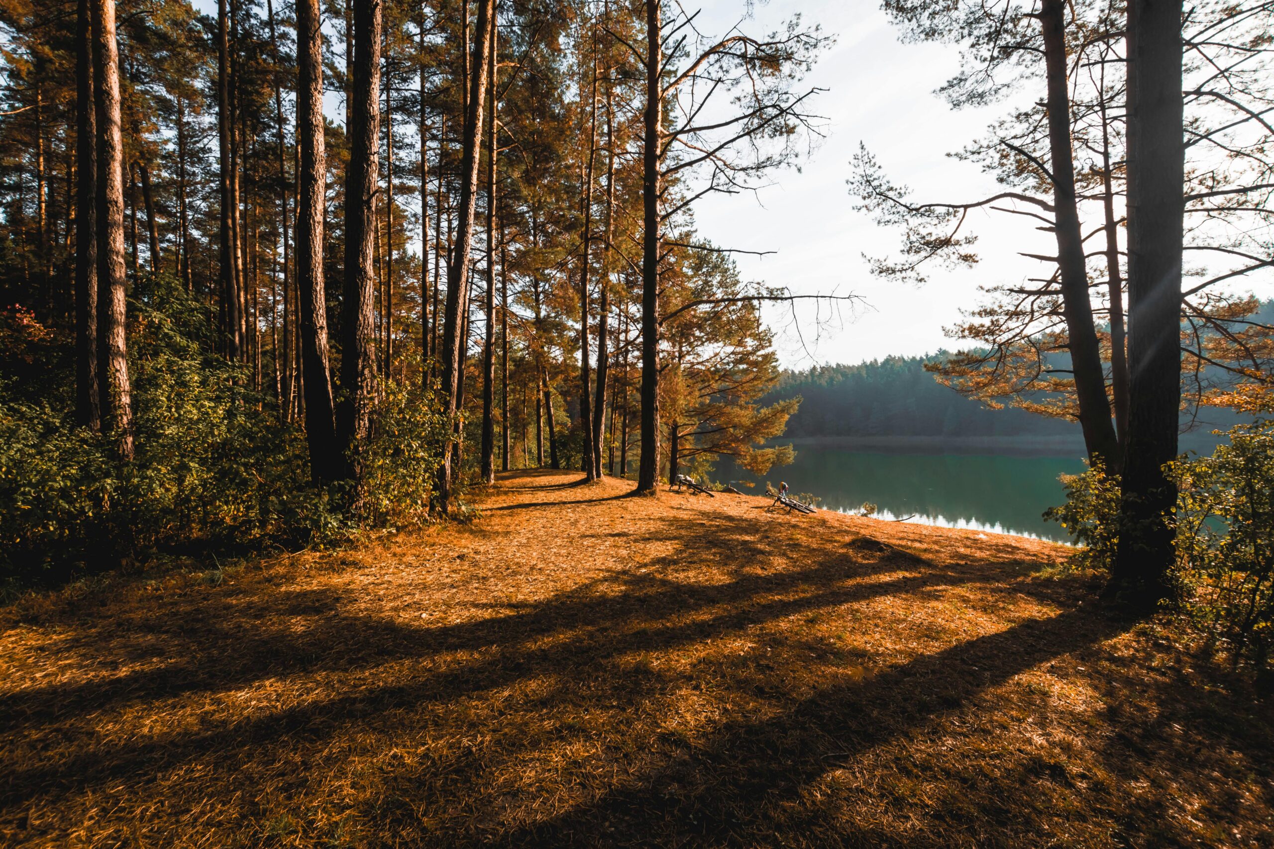 Erkunden Sie einen ruhigen Waldweg an einem See, der in das warme Herbstsonnenlicht getaucht ist.