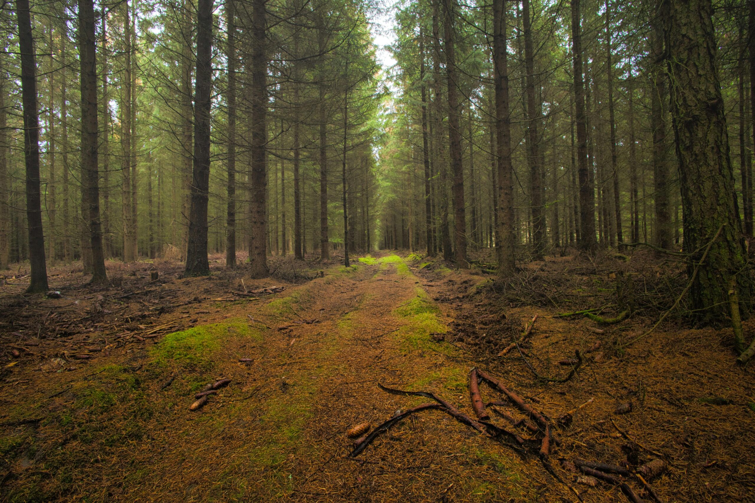 Ein ruhiger Pfad führt in einen dichten grünen Kiefernwald, der zum Erkunden und Entspannen einlädt.